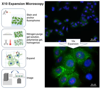 Trinkle Lab Expansion Microscopy