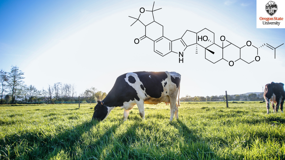 a black and white cow in a field eating grass with the chemical composition for lolitrem b and a logo for Oregon State University superimposed over it 